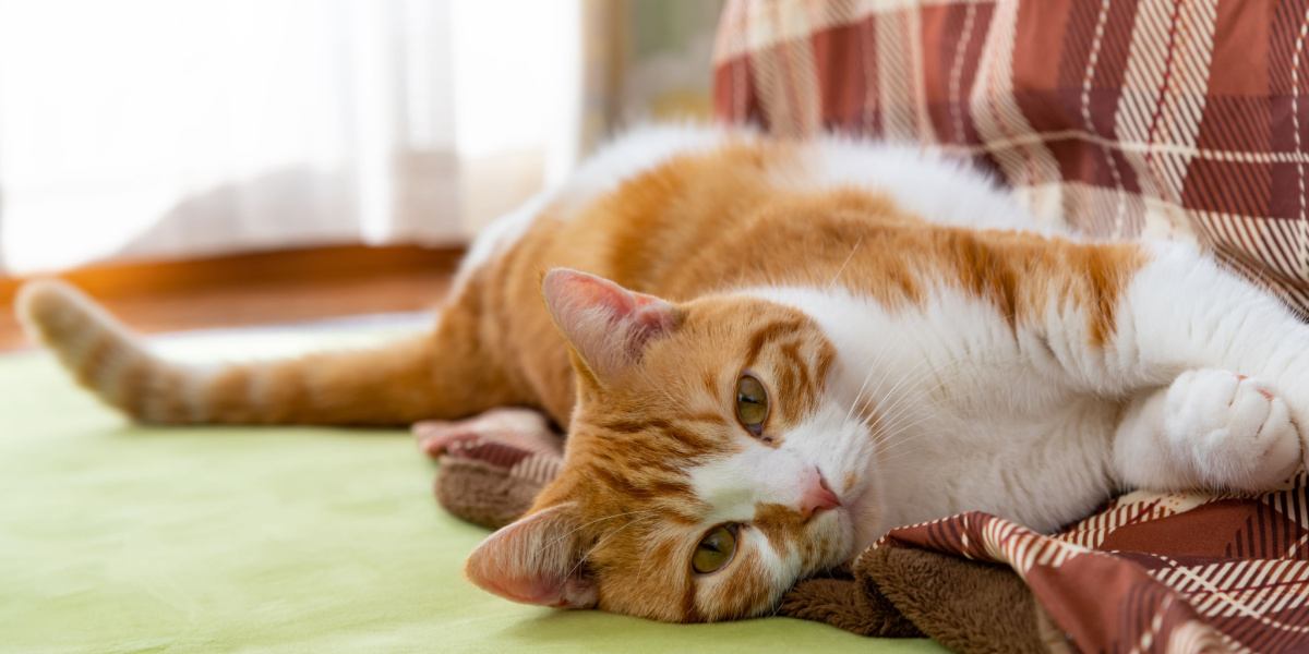 Gato amasando con sus patas sobre una superficie blanda