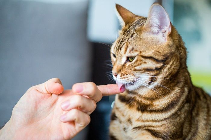 Gato lamiendo cariñosamente las manos de una persona, mostrando una muestra de confianza y compañerismo.