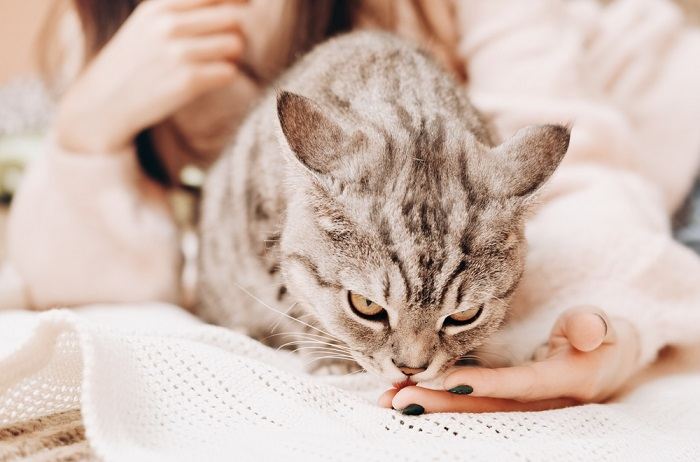 Imagen de un gato lamiendo la mano de una mujer, ejemplificando un momento íntimo de compañía y cuidado felino.