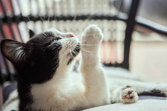 Imagen de un gato lamiendo cariñosamente la cara de otro gato, mostrando un vínculo social y un comportamiento de aseo.