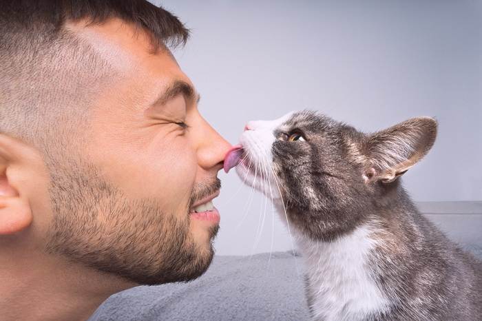 gato lamiendo o besando la nariz del dueño