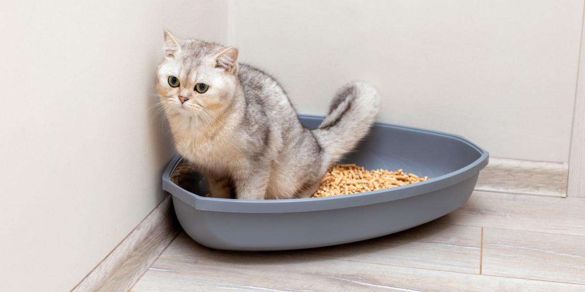 Orina de gato en una caja de arena