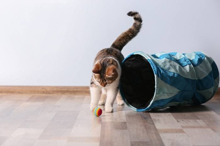 Gato jugando a la pelota y túnel para gatos