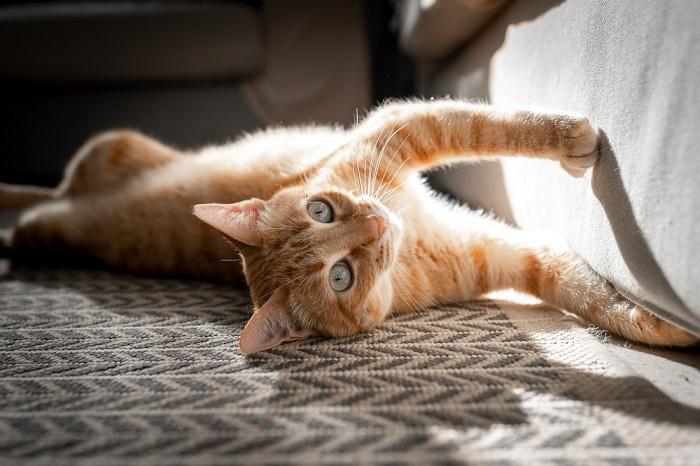 Una imagen que retrata a un gato rascándose, mostrando su comportamiento natural para mantener garras saludables y expresar su territorio.