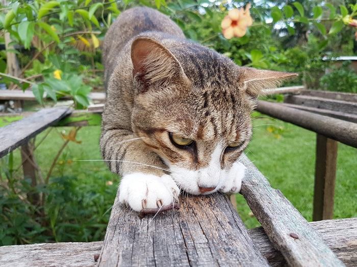 Gato arañando un objeto