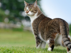 An image of a cat displaying its keen sense for detecting bad weather.