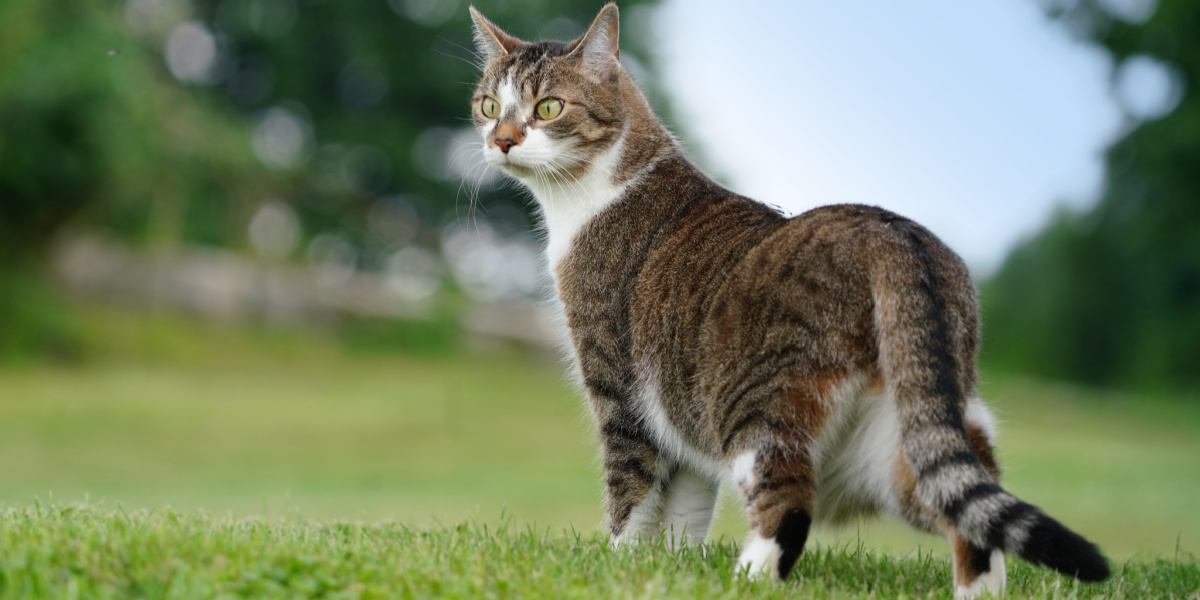 Una imagen de un gato mostrando su agudo sentido para detectar el mal tiempo.