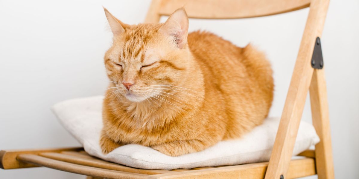 Imagen de un gato durmiendo tranquilamente en un sillón, representando relajación y tranquilidad en un lugar acogedor.