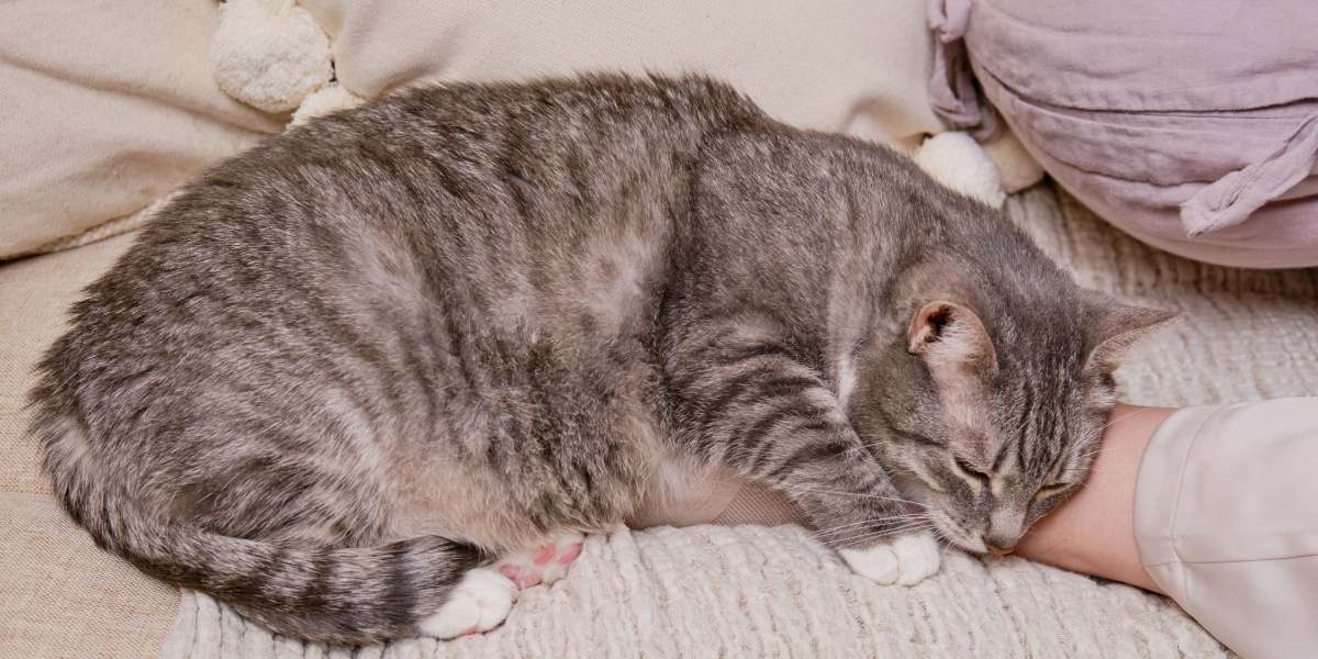 Una imagen pacífica de un gato durmiendo profundamente, ejemplificando el estado sereno y relajado de un felino en reposo.