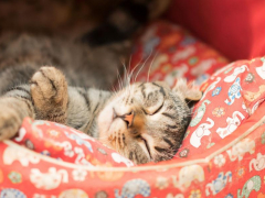 A cat peacefully sleeping in its cozy cat bed.