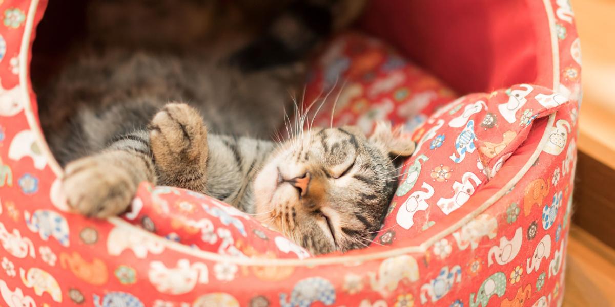 Un gato durmiendo tranquilamente en su acogedora cama.