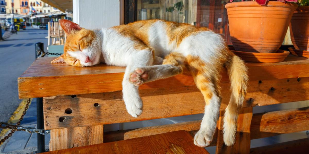 gato duerme en un banco