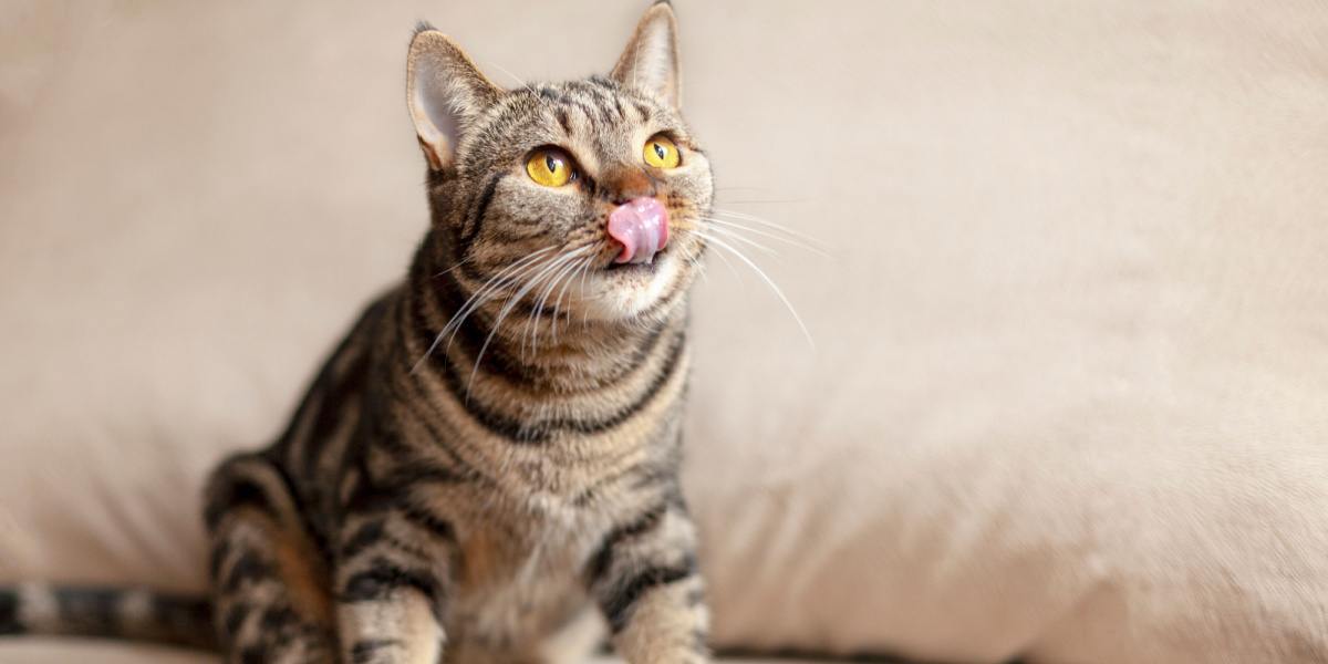 Gato sacando la lengua juguetonamente.