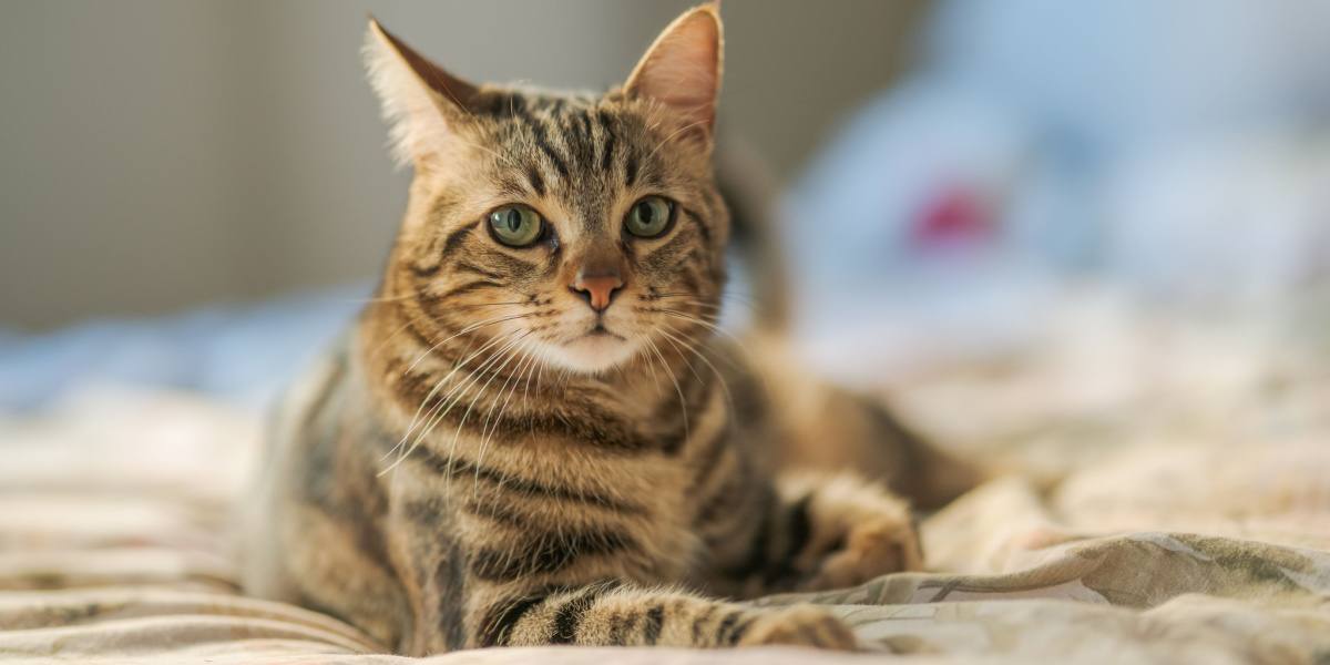 Fotografía que captura un gato experimentando temblores o movimientos de sacudida.