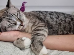 cute young tabby cat's face who sleeping on owner's hand