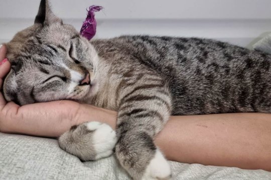 10 Señales de que tu gato está obsesionado contigo