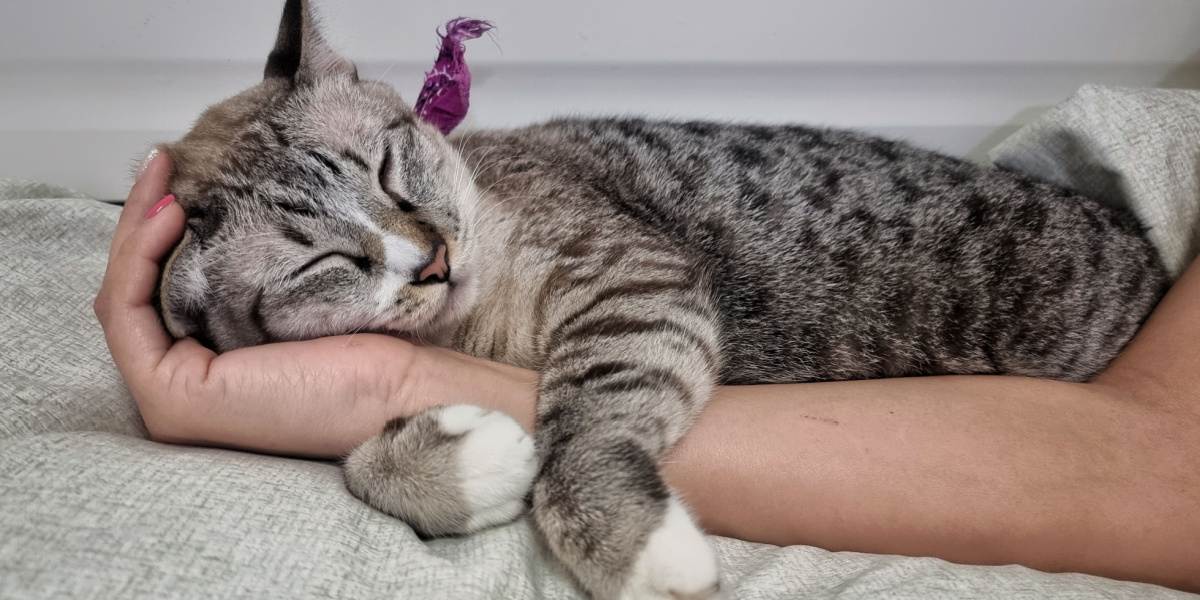 Cara de un lindo gato atigrado joven durmiendo en la mano de su dueño