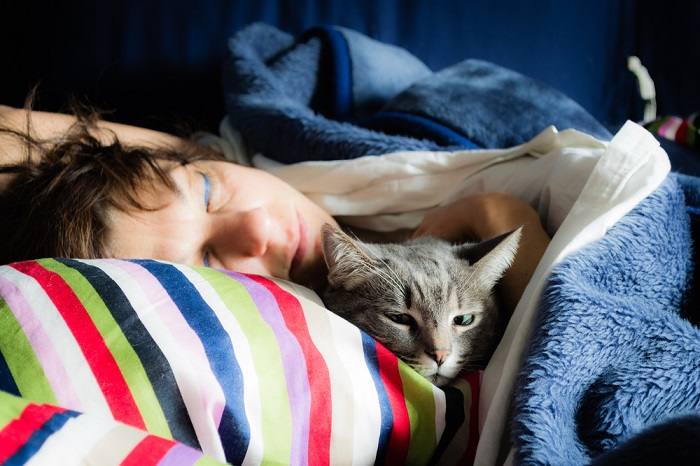 Gato doméstico durmiendo tranquilamente.