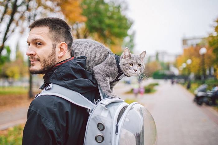 Gato gris y hombre juntos.