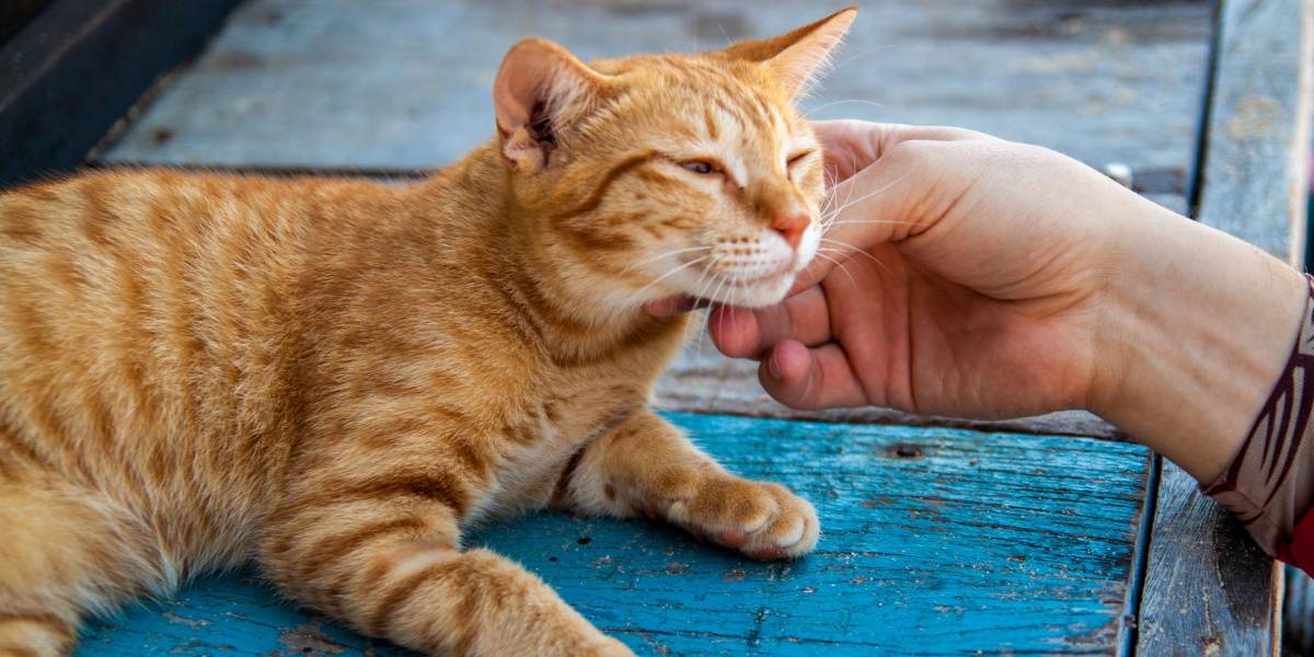 Humano sosteniendo la cara de un gato feliz