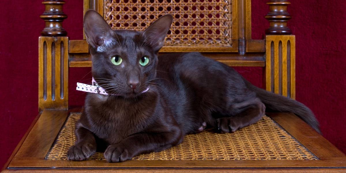 Un impresionante gato color marrón Habana, conocido por su rico pelaje color chocolate y sus ojos cautivadores y expresivos.