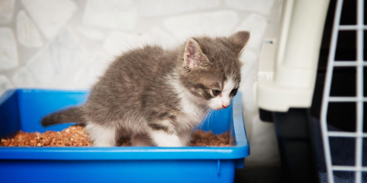 Un gatito joven y adorable fotografiado dentro de una caja de arena limpia, mostrando su comportamiento instintivo de usar la caja de arena para hacer sus necesidades. La imagen captura la curiosidad inocente del gatito y su introducción a los hábitos de higiene felina adecuados.