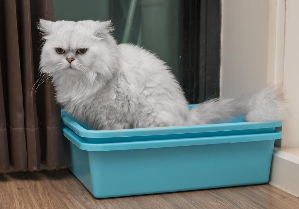 gato persa usando el baño