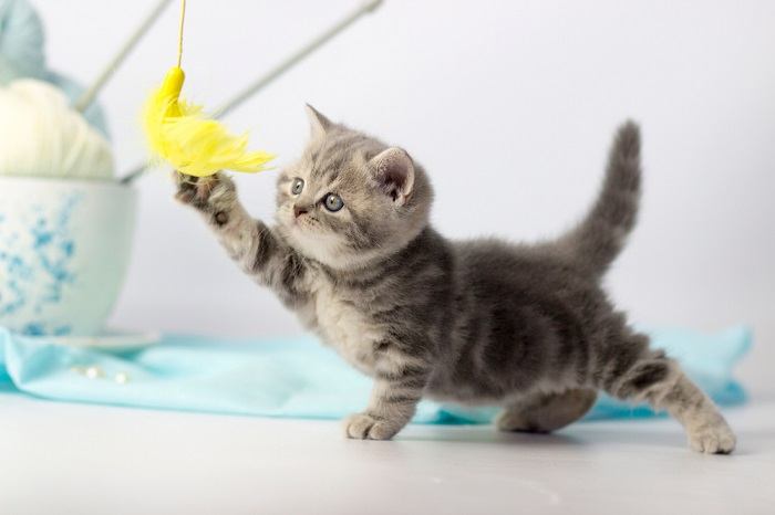 Imagen de una persona jugando con un gatito.