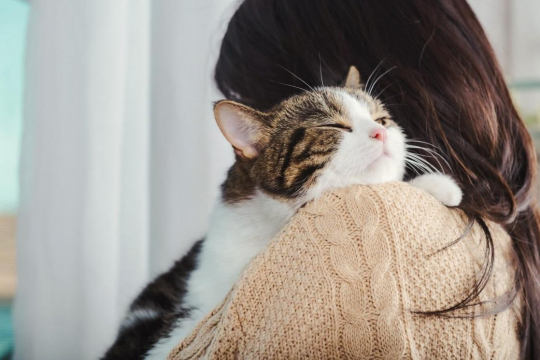 ¿Son los gatos posesivos con sus dueños?