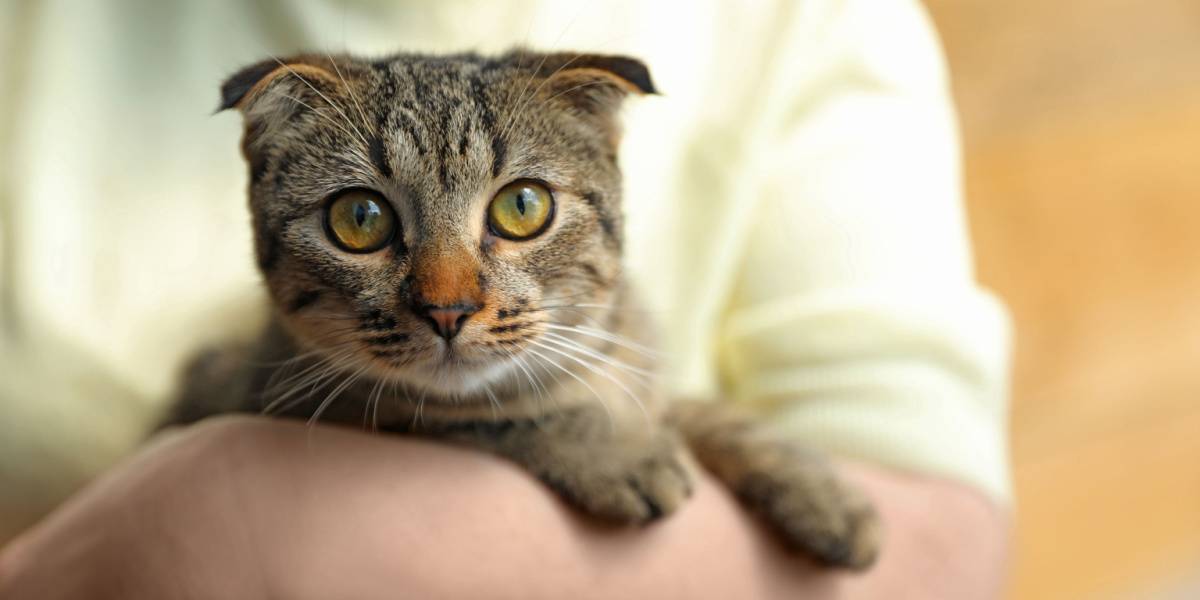 Una imagen que muestra un gato Scottish Fold, conocido por sus distintivas orejas dobladas y su apariencia única.