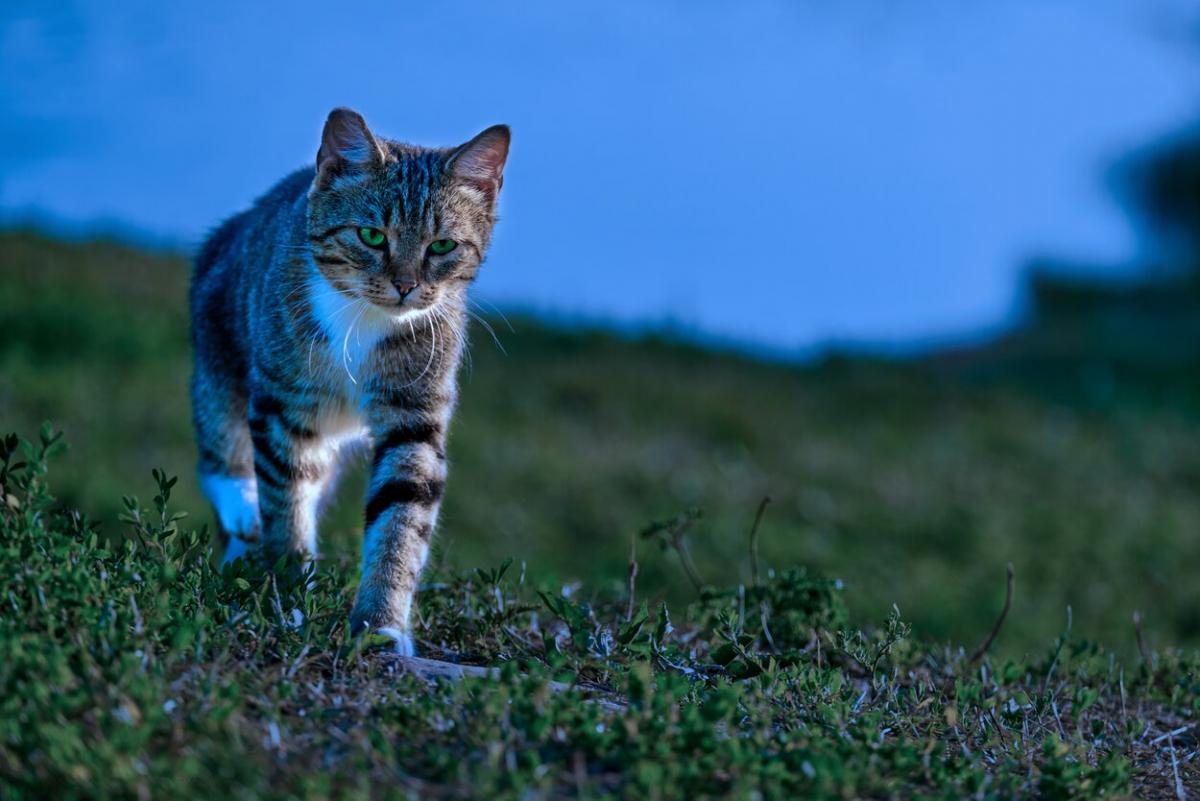 ¿Pueden los gatos sonámbulos?