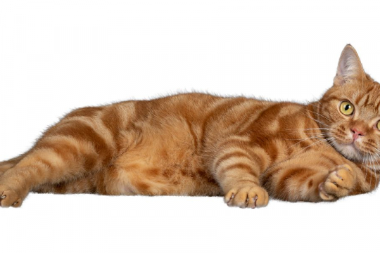 ¿Qué le puedes dar a un gato si tiene malestar estomacal?