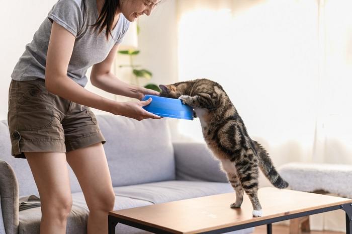 Una mujer y un gato comiendo juntos, ilustrando el vínculo entre un gato y su cuidador durante la hora de comer.