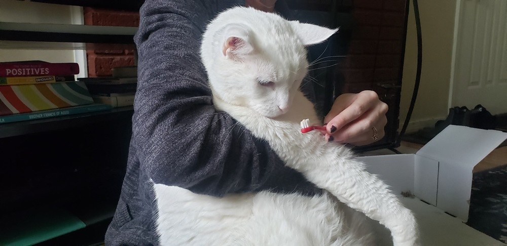 Begin by brushing the cat's teeth slowly