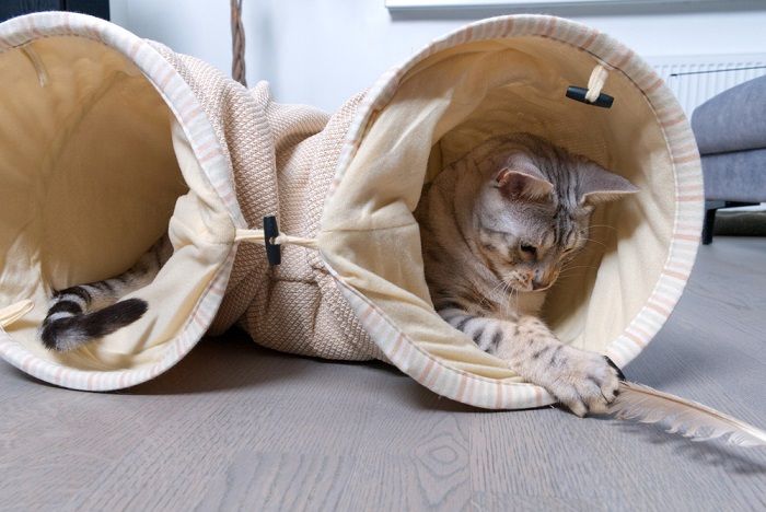 El gato de Bengala con manchas plateadas juega en el túnel