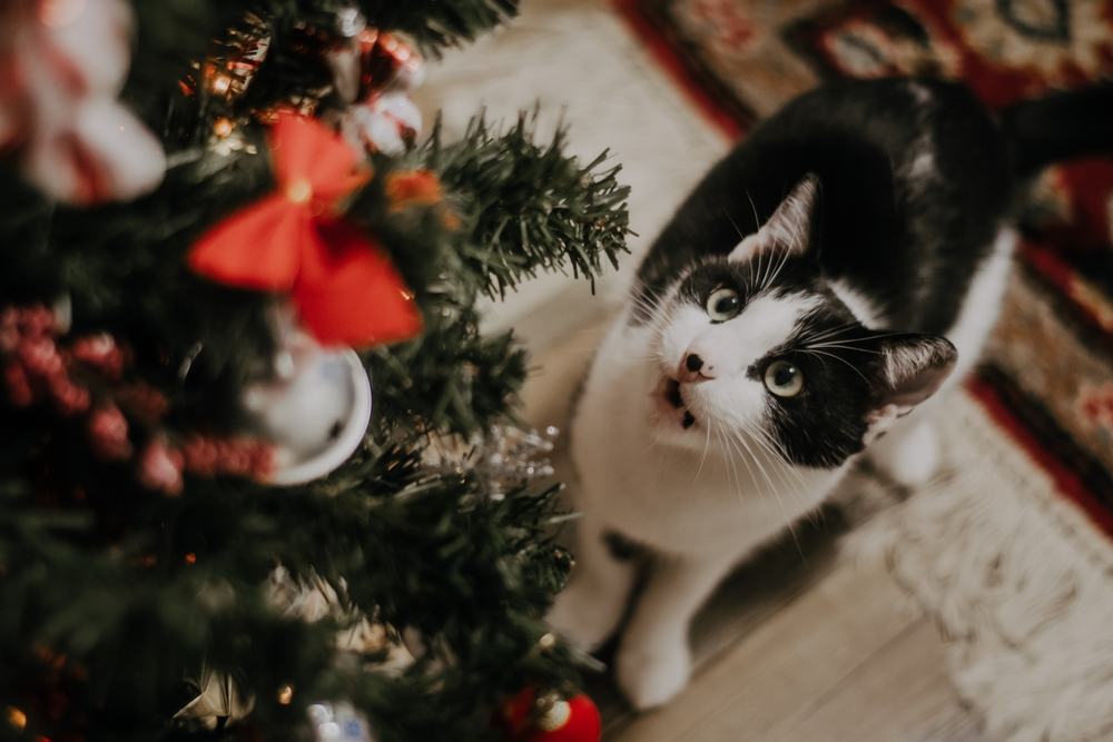 Gato blanco y negro mirando hacia un árbol de Navidad decorado