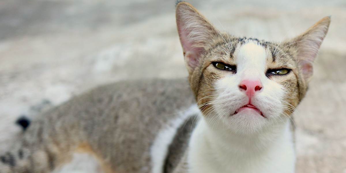 Una imagen que aborda la presencia de la infección por Bordetella en gatos.