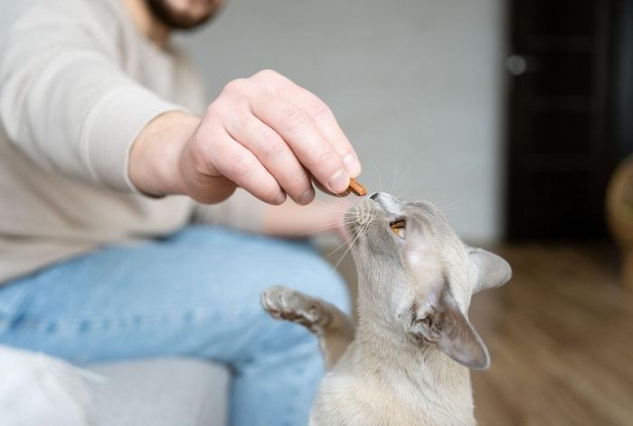 Gato birmano recibe golosinas