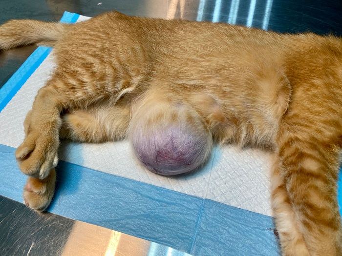 Gato con hernia umbilical