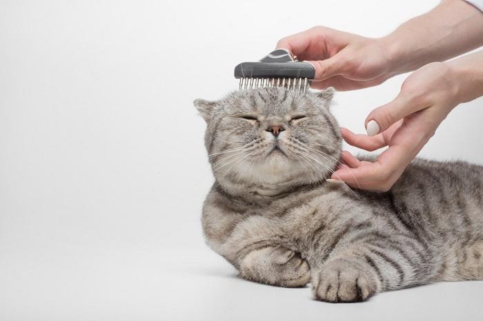 Un gato escocés con un patrón de pelaje distintivo que recibe un cuidado meticuloso.