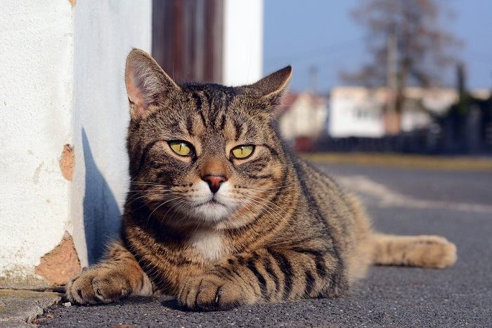 Lindo gato gris tirado en la calle