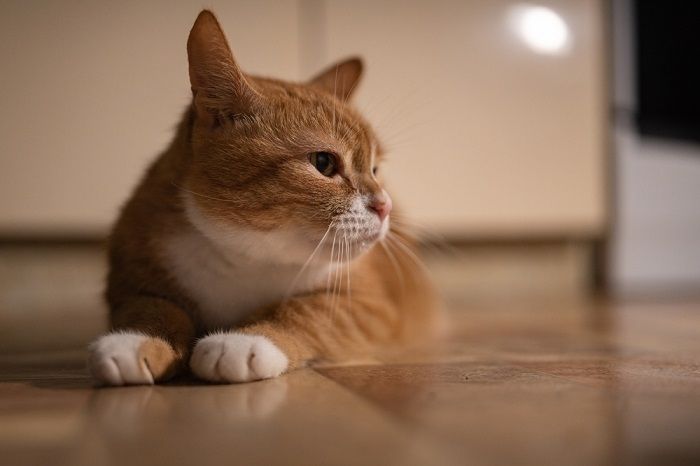 Gato doméstico rojo en un entorno con poca luz