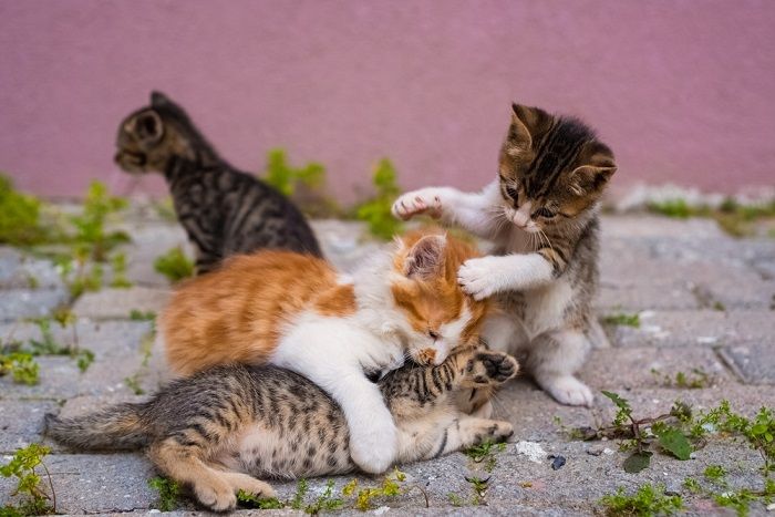 Un grupo de cuatro pequeños gatitos juegan en la calle.