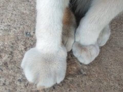 Kitten with swollen right paw