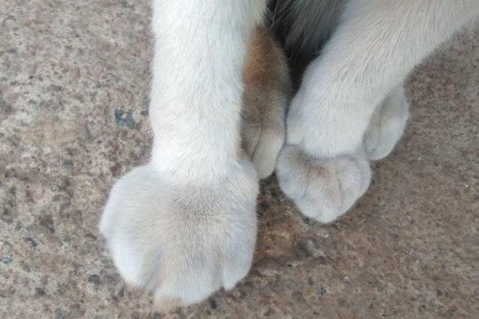 ¿Cómo tratar a un gato con una pata hinchada?