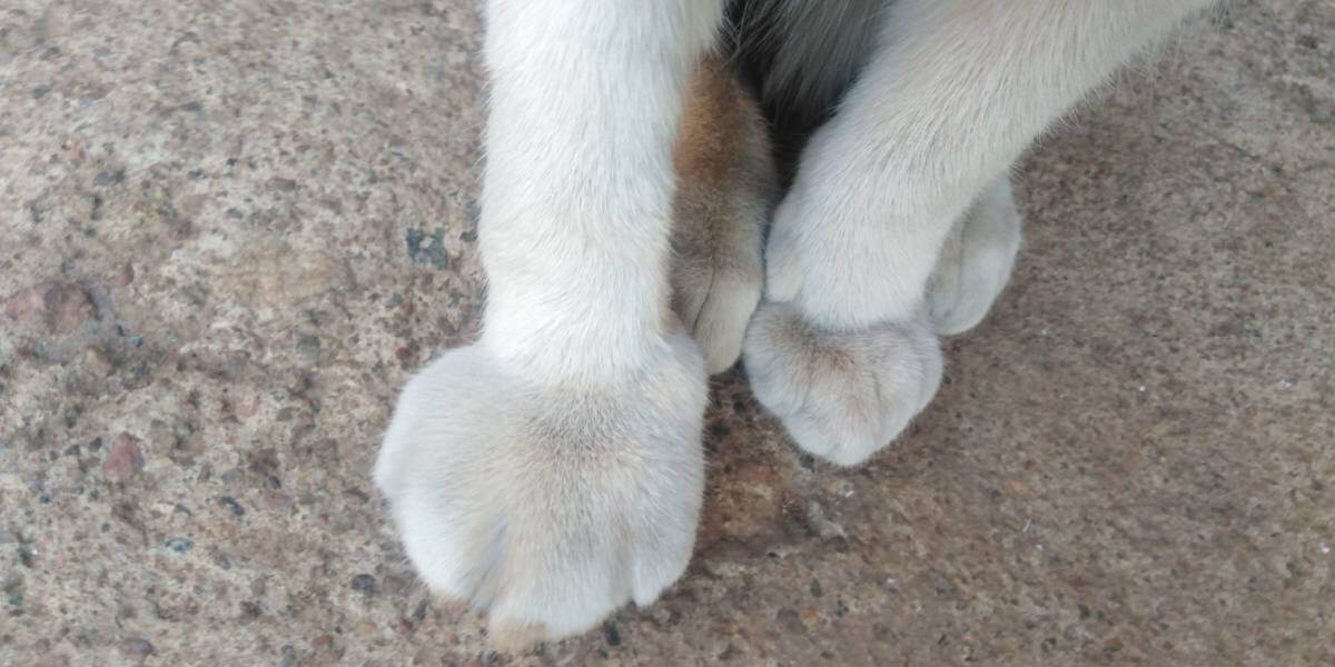 Gatito con pata derecha hinchada