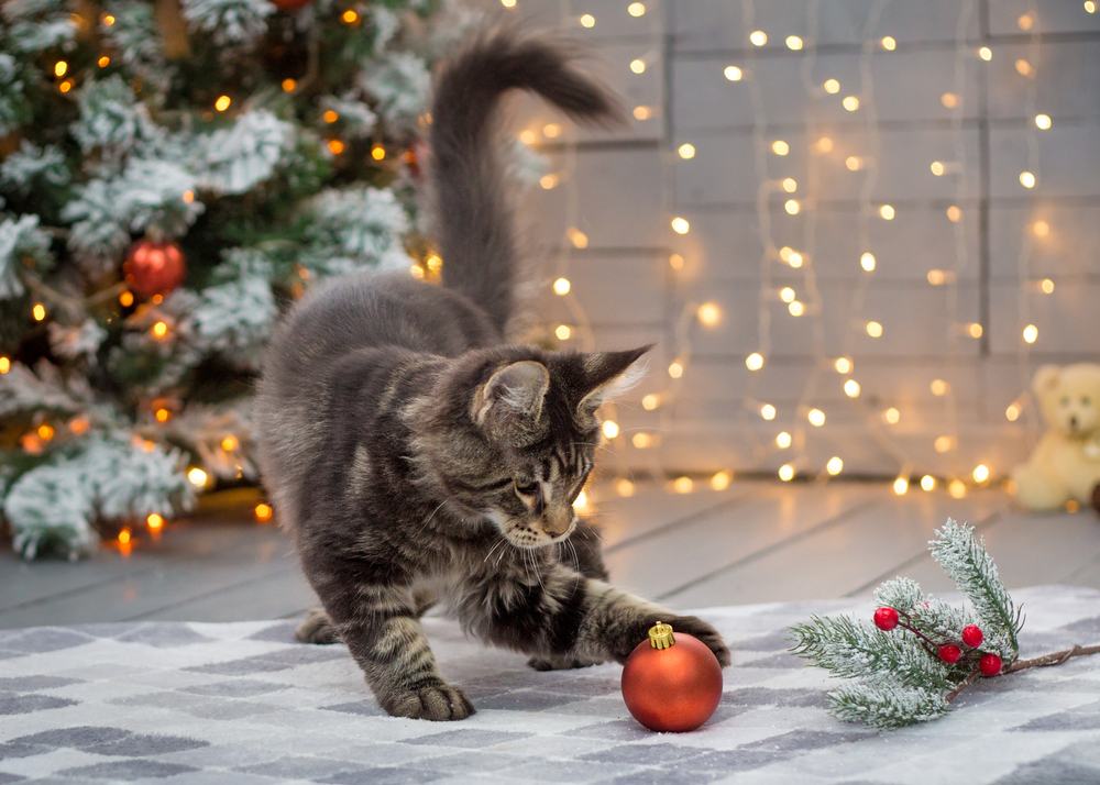 Gatito Maine Coon golpeando un adorno navideño frente a un árbol de Navidad