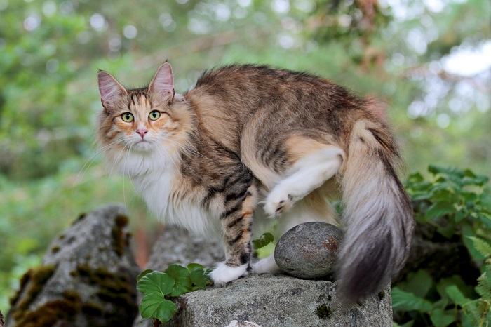 Gato del bosque noruego