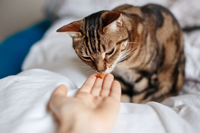 Una imagen que retrata al dueño de una mascota en el acto de alimentar a su gato.