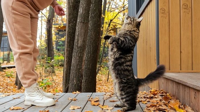 Mujer juega con gato atigrado en el patio